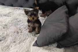 Jorksijski terijer prelepi stenci, Zrenjanin