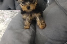 Jorksijski terijer prelepi stenci, Zrenjanin