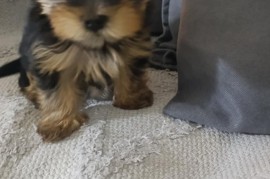 Jorksijski terijer prelepi stenci, Zrenjanin