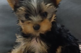 Jorksijski terijer prelepi stenci, Zrenjanin