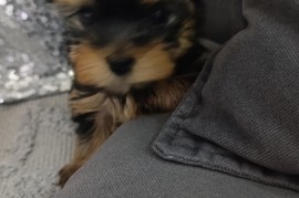 Jorksijski terijer prelepi stenci, Zrenjanin