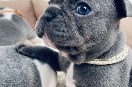 Plavi i merle egzoticni francuski buldozi, Beograd