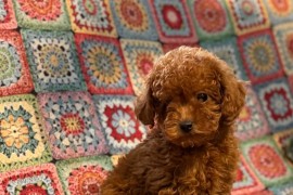 Toy Pudle na prodaju, Inđija