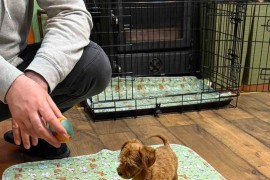 Toy Pudle na prodaju, Inđija