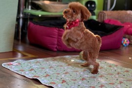 Toy Pudle na prodaju, Inđija