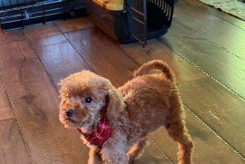 Toy Pudle na prodaju, Inđija