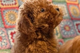 Toy Pudle na prodaju, Inđija