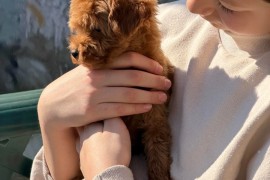 Toy Pudle na prodaju, Inđija