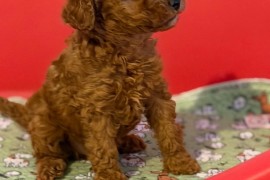 Toy Pudle na prodaju, Inđija