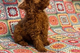 Toy Pudle na prodaju, Inđija