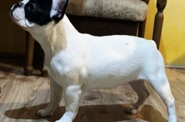Francuski Buldog PRELEPO štene, Smederevo