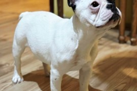 Francuski Buldog PRELEPO štene, Smederevo