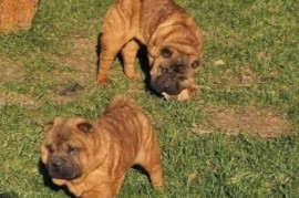 Šar Pej, čistokrvni štenci, Sombor