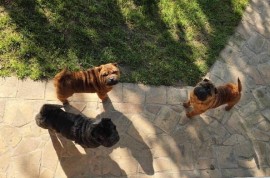 Šar Pej, čistokrvni štenci, Sombor