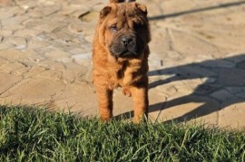 Šar Pej, čistokrvni štenci, Sombor