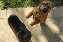 Šar Pej, čistokrvni štenci, Sombor