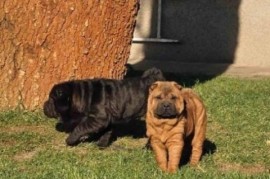 Šar Pej, čistokrvni štenci, Sombor