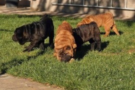 Šar Pej, čistokrvni štenci, Sombor