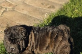 Šar Pej, čistokrvni štenci, Sombor