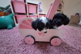 Havanski bišon štenci, Beograd