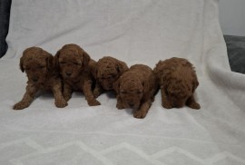 Prodajem patuljaste crvene pudle  , Veternik