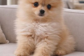 Pomeranac Boo štenci, Beograd