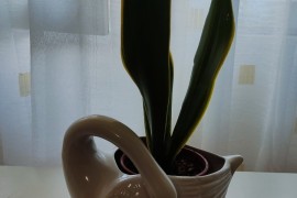 Saksija labud – lepa dekorativna saksija za biljke, Subotica