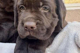 Cokoladni labrador, Beograd (Zemun)