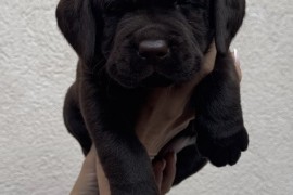 Cokoladni labrador, Beograd (Zemun)