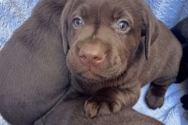 Cokoladni labrador, Beograd (Zemun)