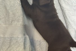 Cokoladni labrador, Beograd (Zemun)