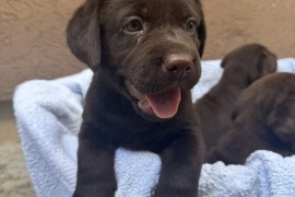 Cokoladni labrador, Beograd (Zemun)
