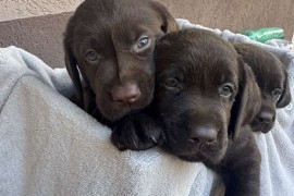 Cokoladni labrador, Beograd (Zemun)