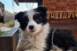 Border Koli, vrhunski štenci, Valjevo