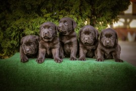 Labrador retriver braon štenci , Čelarevo