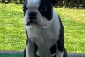 Dostupno muško štene Boston terijera , Beograd