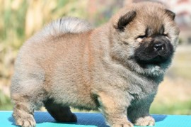 Chow Chow Cau Cau Čau Čau, Valjevo