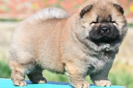 Chow Chow Cau Cau Čau Čau, Valjevo