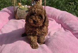 Toy pudle nove bebice , Novi Sad