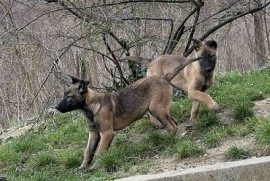 Belgijski Ovčar Malinoa, Novi Sad