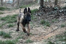 Belgijski Ovčar Malinoa, Novi Sad