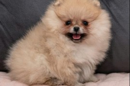 Pomeranac PRELEPI štenci, Loznica