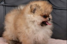 Pomeranac PRELEPI štenci, Loznica