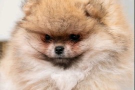 Pomeranac PRELEPI štenci, Loznica