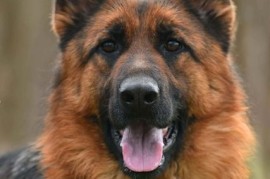 Nemački ovčar ženka, Batočina