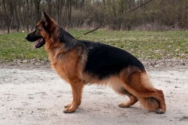 Nemački ovčar ženka, Batočina