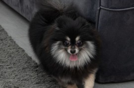 Pomeranac muzjak i zenka na prodaju, Loznica