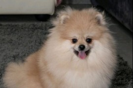 Pomeranac muzjak i zenka na prodaju, Loznica