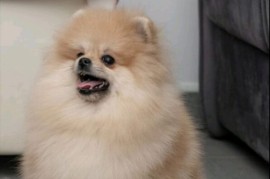 Pomeranac muzjak i zenka na prodaju, Loznica