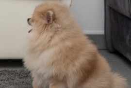 Pomeranac muzjak i zenka na prodaju, Loznica